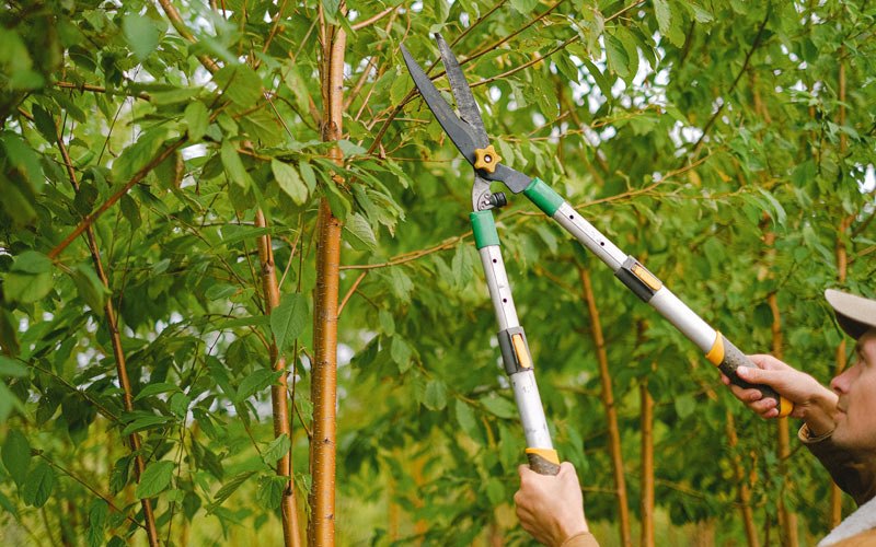 Tree trimming in Homeland, FL